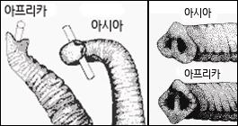 ■ 수컷 아시아코끼리의 40~50%는 상아가 없다. 과학자들은 아시아코끼리의 서식지의 문명이 더 오래되었고 그로 인해 인간에 의한 상아의 밀렵 시기도 더 오래되었으므로, 상아가 없는 수컷이 살아남으면서 열성유전자가 선택된 것으로 추측하고 있다. 7