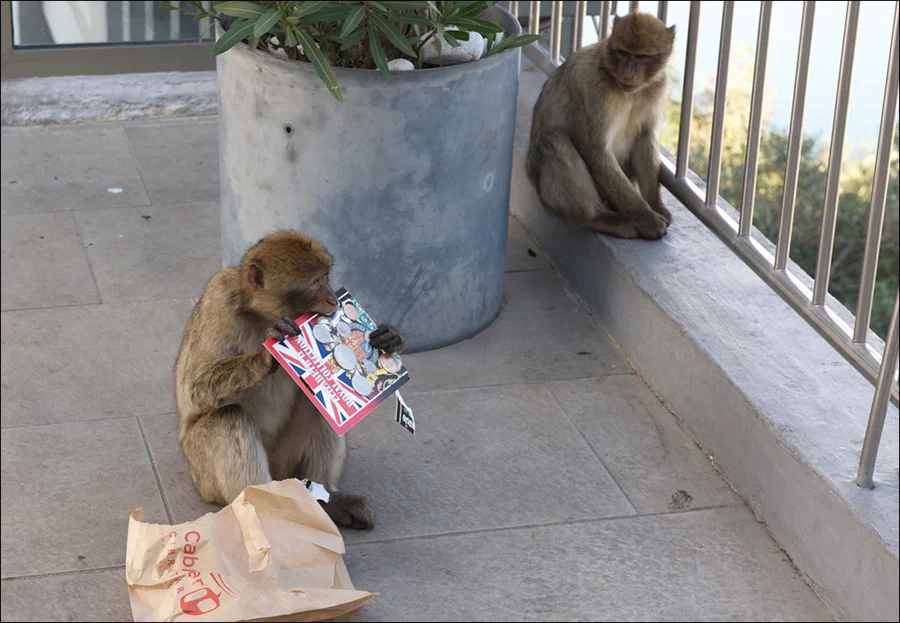 이곳에는 뻔뻔하기로 악명 높은 바바리원숭이(Barbary macaque. 바르바리마카크)가 터줏대감으로 살아가고 있다. 19