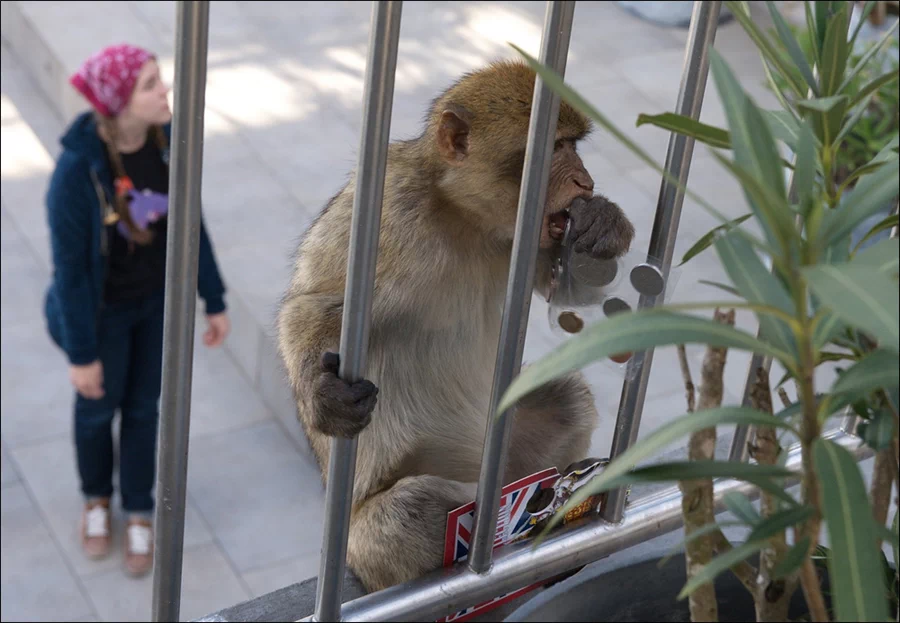 이곳에는 뻔뻔하기로 악명 높은 바바리원숭이(Barbary macaque. 바르바리마카크)가 터줏대감으로 살아가고 있다. 21