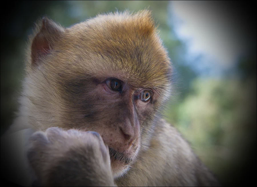 이곳에는 뻔뻔하기로 악명 높은 바바리원숭이(Barbary macaque. 바르바리마카크)가 터줏대감으로 살아가고 있다. 3