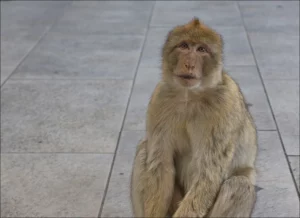 이곳에는 뻔뻔하기로 악명 높은 바바리원숭이(Barbary macaque. 바르바리마카크)가 터줏대감으로 살아가고 있다. 7