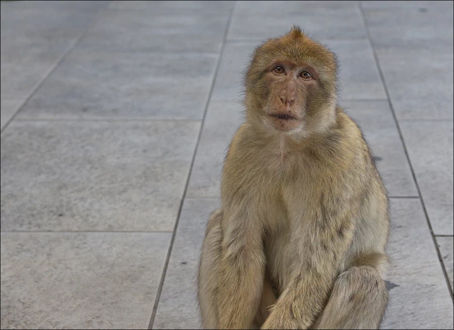 이곳에는 뻔뻔하기로 악명 높은 바바리원숭이(Barbary macaque. 바르바리마카크)가 터줏대감으로 살아가고 있다. 15