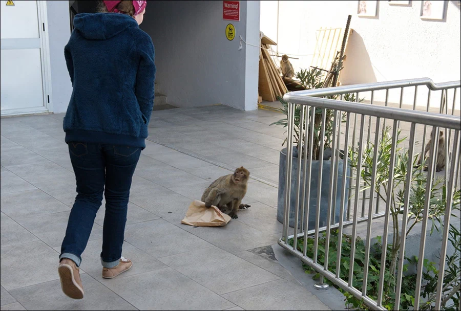 이곳에는 뻔뻔하기로 악명 높은 바바리원숭이(Barbary macaque. 바르바리마카크)가 터줏대감으로 살아가고 있다. 17