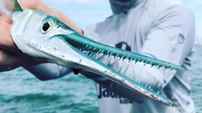 인간에게 가장 위협적인 물고기, 동갈치(Needlefish)