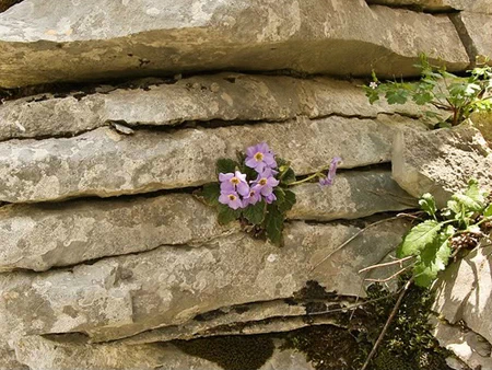 세르비아 불사의 꽃, 라몬다 세르비카(Ramonda Serbica) | earthwow.org