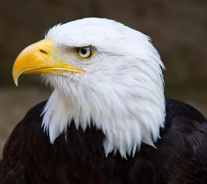 미국의 국조인 흰머리수리(Bald Eagles)는 1960년대에 심각한 멸종위기에 처했다. 3