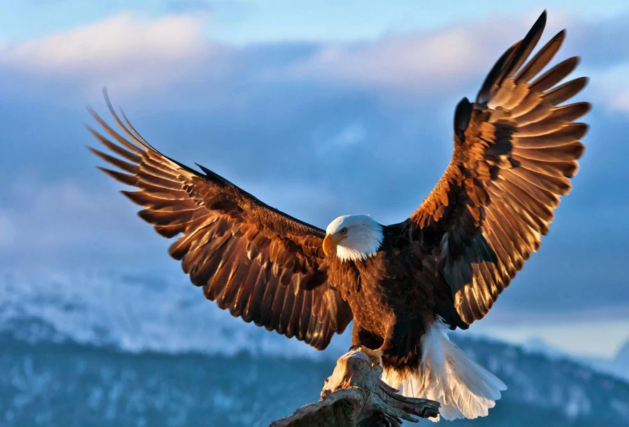 미국의 국조인 흰머리수리(Bald Eagles)는 1960년대에 심각한 멸종위기에 처했다. 5