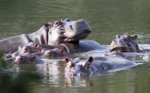 이것이 바로 '미국 하마 법안(American Hippo Bill, H.R. 23261)'이었다. 3