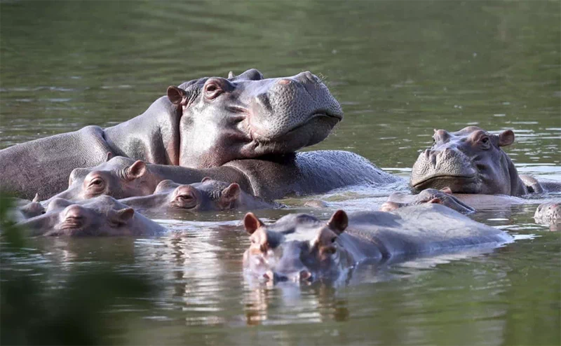 이것이 바로 '미국 하마 법안(American Hippo Bill, H.R. 23261)'이었다. 15