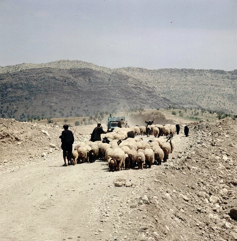 이란은 지금도 페르시안 카펫(Persian Carpet)으로 유명하지만 술탄나바드는 19세기 이후 '이란 카펫의 중심지'로 불리어온 이란의 산업수도이다.(관련 글: 세계에서 가장 큰 카펫) 29