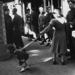 세계의 수많은 기차역 중 가장 유명한 역이라고 할 수 있는 영국 런던 패딩턴역(London Paddington station). 무려 1838년 6월 4일에 개통한 유서 깊은 역으로, 2차 대전중에는 수차례 폭격을 받아 파괴되기도 하였다. 7