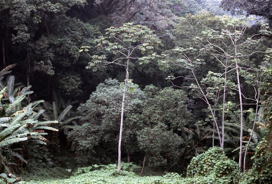 아래는 폴 알마시가 방문한 브라질 리우데자네이루(Rio de Janeiro)의 1980년대 모습이다. 21