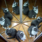 '고양이는 목숨이 아홉 개(A cat has nine lives)' 라는 유명한 영어 속담이 있다. 7