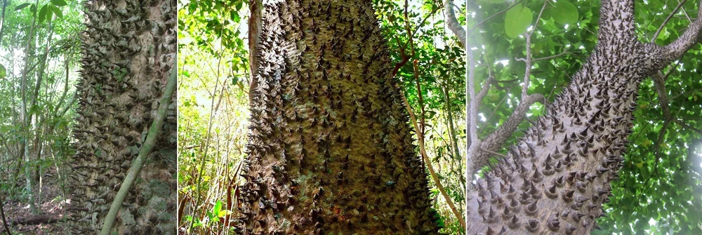 예전 글에서 세계에서 가장 독성이 심한 나무 중 하나인 '만치닐(Manchineel)'을 다룬 적이 있는데(관련 글), '후라 크레피탄스(Hura crepitans)'라는 종 역시 세계에서 가장 위험한 나무 중 하나로 손색이 없다. 남미지역에서는 일반적으로 하빌로(habillo)라고도 불린다. 1