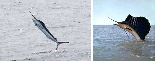 그중에서도 가장 빠른 물고기는 보는 것만으로도 스피드가 느껴지는 돛새치(Indo-Pacific sailfish)이다. 1