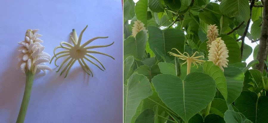 예전 글에서 세계에서 가장 독성이 심한 나무 중 하나인 '만치닐(Manchineel)'을 다룬 적이 있는데(관련 글), '후라 크레피탄스(Hura crepitans)'라는 종 역시 세계에서 가장 위험한 나무 중 하나로 손색이 없다. 남미지역에서는 일반적으로 하빌로(habillo)라고도 불린다. 3