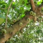 예전 글에서 세계에서 가장 독성이 심한 나무 중 하나인 '만치닐(Manchineel)'을 다룬 적이 있는데(관련 글), '후라 크레피탄스(Hura crepitans)'라는 종 역시 세계에서 가장 위험한 나무 중 하나로 손색이 없다. 남미지역에서는 일반적으로 하빌로(habillo)라고도 불린다. 15