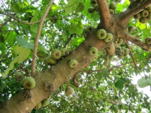 예전 글에서 세계에서 가장 독성이 심한 나무 중 하나인 '만치닐(Manchineel)'을 다룬 적이 있는데(관련 글), '후라 크레피탄스(Hura crepitans)'라는 종 역시 세계에서 가장 위험한 나무 중 하나로 손색이 없다. 남미지역에서는 일반적으로 하빌로(habillo)라고도 불린다. 11