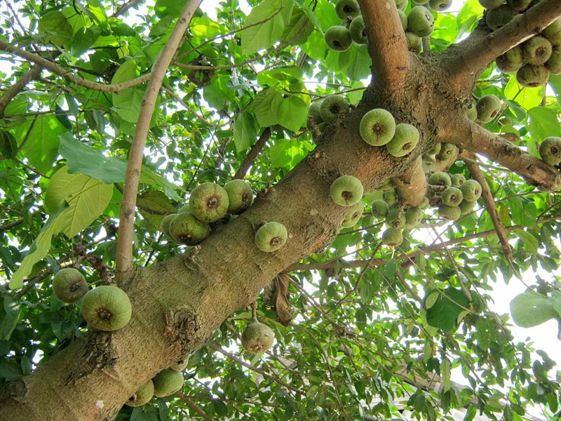 예전 글에서 세계에서 가장 독성이 심한 나무 중 하나인 '만치닐(Manchineel)'을 다룬 적이 있는데(관련 글), '후라 크레피탄스(Hura crepitans)'라는 종 역시 세계에서 가장 위험한 나무 중 하나로 손색이 없다. 남미지역에서는 일반적으로 하빌로(habillo)라고도 불린다. 5