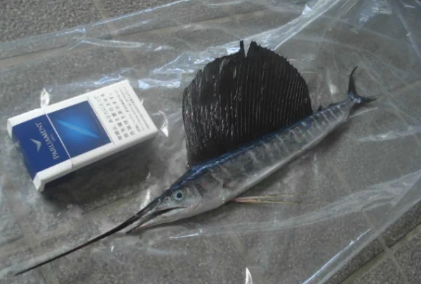 그중에서도 가장 빠른 물고기는 보는 것만으로도 스피드가 느껴지는 돛새치(Indo-Pacific sailfish)이다. 5