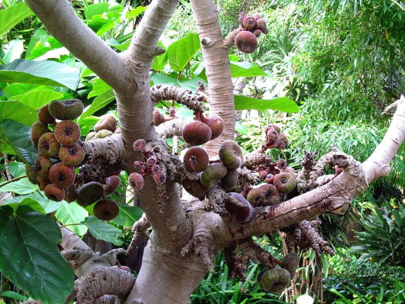 예전 글에서 세계에서 가장 독성이 심한 나무 중 하나인 '만치닐(Manchineel)'을 다룬 적이 있는데(관련 글), '후라 크레피탄스(Hura crepitans)'라는 종 역시 세계에서 가장 위험한 나무 중 하나로 손색이 없다. 남미지역에서는 일반적으로 하빌로(habillo)라고도 불린다. 7