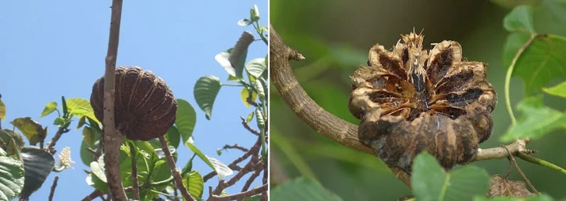 예전 글에서 세계에서 가장 독성이 심한 나무 중 하나인 '만치닐(Manchineel)'을 다룬 적이 있는데(관련 글), '후라 크레피탄스(Hura crepitans)'라는 종 역시 세계에서 가장 위험한 나무 중 하나로 손색이 없다. 남미지역에서는 일반적으로 하빌로(habillo)라고도 불린다. 9