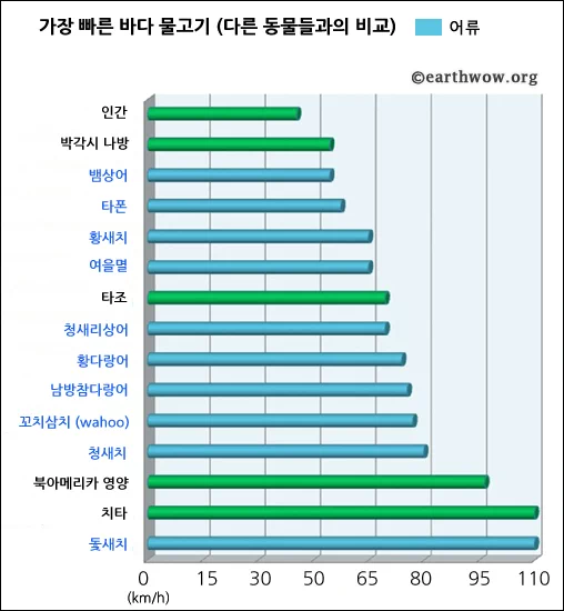 그중에서도 가장 빠른 물고기는 보는 것만으로도 스피드가 느껴지는 돛새치(Indo-Pacific sailfish)이다. 9