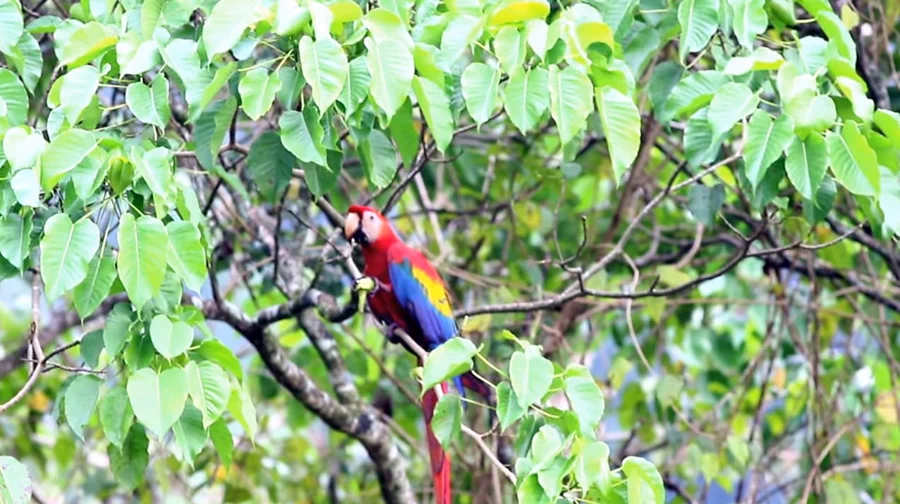 예전 글에서 세계에서 가장 독성이 심한 나무 중 하나인 '만치닐(Manchineel)'을 다룬 적이 있는데(관련 글), '후라 크레피탄스(Hura crepitans)'라는 종 역시 세계에서 가장 위험한 나무 중 하나로 손색이 없다. 남미지역에서는 일반적으로 하빌로(habillo)라고도 불린다. 11