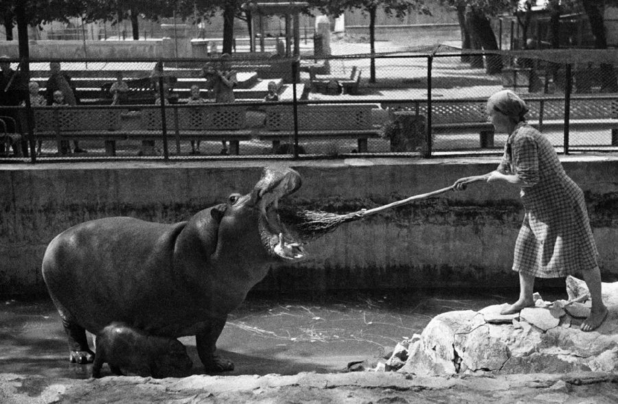 1944년, 러시아 모스크바 동물원(Московский зоопарк, Moscow Zoo)의 여성 사육사가 하마의 이빨을 닦아주고 있다. 1