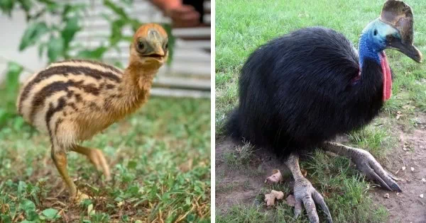 덴마크 동화작가 한스 크리스티안 안데르센이 지은 '미운오리새끼(The Ugly Duckling)'는 오리 무리에서 태어난 못난이 오리가 배척받아 버림받는 이야기를 다루고 있다. 하지만 그 새끼오리는 누구보다 아름다운 백조였다는 것.실제로 자연계에서 조류들의 새끼시절은 못난이지만 성체가 되어서는 몰라볼 정도로 우아한 경우가 많다. 1