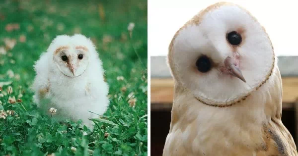 덴마크 동화작가 한스 크리스티안 안데르센이 지은 '미운오리새끼(The Ugly Duckling)'는 오리 무리에서 태어난 못난이 오리가 배척받아 버림받는 이야기를 다루고 있다. 하지만 그 새끼오리는 누구보다 아름다운 백조였다는 것.실제로 자연계에서 조류들의 새끼시절은 못난이지만 성체가 되어서는 몰라볼 정도로 우아한 경우가 많다. 5