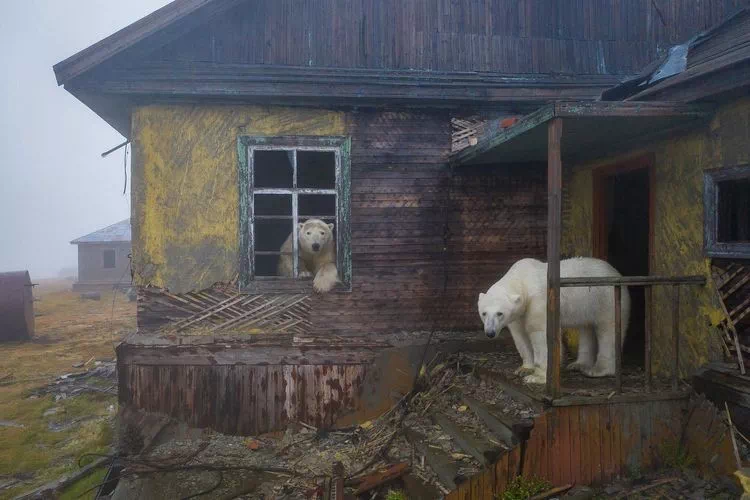 ■ 러시아 볼로그다의 버려진 정교회 예배당 ■ 러시아 니즈니노브고로드(Nizhny Novgorod)의 버려진 마을 ■ 뉴저지의 폐쇄된 놀이공원의 롤러코스터 ■ 스코틀랜드의 버려진 지하무덤 ■ 추크치해 콜류친섬(Kolyuchin Island)의 버려진 소련 기상관측소 ■ 러시아 칼리닌그라드의 버려진 주택 ■ 러시아 칼리닌그라드의 버려진 정신병원 ■ 러시아 사할린주 이투루프 섬의 아파트 단지 ■ 루마니아의 수도 부쿠레슈티 인근의 버려진 화장터 ■ 체코 흐르젠스코의 예배당 ■ 태국 북부의 버려진 영화관 객석 ■ 미완성으로 폐쇄된 크림 원전 ■ 크림반도 세바스토폴 조선소의 검문소 ■ 산속에 버려진 열차의 객실 ■ 아일랜드, 마크로스 수도원 ■ 러시아 카렐리야 공화국의 버려진 집 ■ 포르투갈의 방치된 저택 ■ 스코틀랜드의 성 ■ 이탈리아의 쓰러져가는 네오고딕 탑 ■ 이탈리아의 버려진 성 ■ 이탈리아의 버려진 도서관 ■ 스코틀랜드의 버려진 14세기 성 ■ 워싱턴 D.C. 레드몬드에 있는 버려진 나무집 ■ 버려진 온실 ■ 바다가 보이는 버려진 별장 ■ 프랑스의 버려진 19세기 온실 ■ 프랑스의 버려진 예배당 ■ 이탈리아의 버려진 저택 ■ 대만의 버려진 철도 9