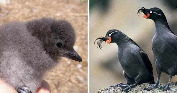 덴마크 동화작가 한스 크리스티안 안데르센이 지은 '미운오리새끼(The Ugly Duckling)'는 오리 무리에서 태어난 못난이 오리가 배척받아 버림받는 이야기를 다루고 있다. 하지만 그 새끼오리는 누구보다 아름다운 백조였다는 것.실제로 자연계에서 조류들의 새끼시절은 못난이지만 성체가 되어서는 몰라볼 정도로 우아한 경우가 많다. 21