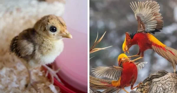 덴마크 동화작가 한스 크리스티안 안데르센이 지은 '미운오리새끼(The Ugly Duckling)'는 오리 무리에서 태어난 못난이 오리가 배척받아 버림받는 이야기를 다루고 있다. 하지만 그 새끼오리는 누구보다 아름다운 백조였다는 것.실제로 자연계에서 조류들의 새끼시절은 못난이지만 성체가 되어서는 몰라볼 정도로 우아한 경우가 많다. 25