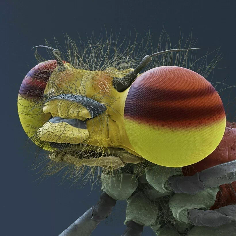 ■ 흰줄숲모기(Aedes albopictus) ■ 노랑털모기(Chaoboridae) ■ 공작 진드기(Tuckerella) ■ 개에 기생하는 벼룩 ■ 고양이에 기생하는 벼룩 ■ 톡토기(스프링테일, springtail) ■ 톡토기가 뛰는 모습 ■ 수영 딱정벌레 애벌레 ■ 벨벳 진드기(Velvet Mite) ■ 점프하는 거미 ■ 개미의 얼굴 ■ 나방 유충(Moth Larvae) ■ 블루베리 이카루스 나비(Blueberry icarus butterfly) 애벌레 ■ 반딧불 잠자리(Pyrrhosoma) ■ 매미 ■ 검은 갈색 딱정벌레 27