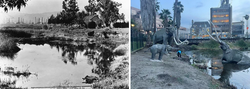 이 석유 파리의 유충은 미국 캘리포니아에 있는 라브레아 타르 웅덩이(La Brea Tar Pits)에서만 유일하게 서식하는데, 곤충뿐만 아니라 석유 속에서 살 수 있는 생명체로는 지구상에서 그들이 유일하다. 3