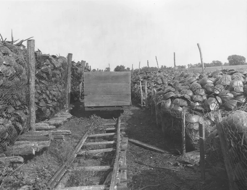 <p>
1928년, 미국 델라웨어주의 농부들이 '살아있는 화석'으로 불리는 투구게(Horseshoe crab)를 대량으로 채집해서 말리고 있다.</p> <p>
▲ 투구게(Horseshoe crab) 성체</p>
<p>
20세기 초까지 미국의 어부들에게는 투구게가 어업활동을 방해한다는 미신이 있었다. 이에 투구게는 적극적인 박멸의 대상이 되었고, 농부들은 비료로 사용하기 위해 투구게 수백만 마리를 채집하였으며, 내장은 돼지에게 사료로 주기도 했다. 거기에 더해 1990년대에는 훌륭한 '낚시용 미끼'라는 것이 알려지면서 더 큰 멸종 위기를 맞았다.</p> <p>
▲ 대량으로 채집되어 운송되는 투구게</p>
<p>
하지만 최근에는 투구게가 줄어들면서 투구게를 먹이로 하는 붉은바다거북의 개체 수가 함께 줄어드는 등 생태계 내의 중요한 위치가 알려졌고, 의학 연구용으로도 각광받으면서 보존의 대상으로 시각이 달라지게 되었다. 특히 뉴저지에서는 2008년 3월 25일부터 채집이 전면 금지되었다.</p> <p>
▲ 해변에 뒤집어져 있는 투구게들</p>
<p>
투구게의 생태에서 가장 두드러지는 특징은 해변가에서 뒤집어지면 스스로 바로잡기가 힘들어서 투구게의 10%가 '뒤집힘 사고'로 죽는다. 그래서 투구게 보호단체는 관광객들을 대상으로 뒤집힌 투구게를 바로잡아서 구해주자는 'Just flip 'em'캠페인을 하고 있기도 하다.</p> <p>
▲ Just flip 'em 캠페인</p> 5