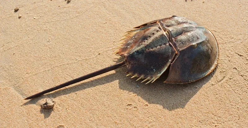 <p>
1928년, 미국 델라웨어주의 농부들이 '살아있는 화석'으로 불리는 투구게(Horseshoe crab)를 대량으로 채집해서 말리고 있다.</p> <p>
▲ 투구게(Horseshoe crab) 성체</p>
<p>
20세기 초까지 미국의 어부들에게는 투구게가 어업활동을 방해한다는 미신이 있었다. 이에 투구게는 적극적인 박멸의 대상이 되었고, 농부들은 비료로 사용하기 위해 투구게 수백만 마리를 채집하였으며, 내장은 돼지에게 사료로 주기도 했다. 거기에 더해 1990년대에는 훌륭한 '낚시용 미끼'라는 것이 알려지면서 더 큰 멸종 위기를 맞았다.</p> <p>
▲ 대량으로 채집되어 운송되는 투구게</p>
<p>
하지만 최근에는 투구게가 줄어들면서 투구게를 먹이로 하는 붉은바다거북의 개체 수가 함께 줄어드는 등 생태계 내의 중요한 위치가 알려졌고, 의학 연구용으로도 각광받으면서 보존의 대상으로 시각이 달라지게 되었다. 특히 뉴저지에서는 2008년 3월 25일부터 채집이 전면 금지되었다.</p> <p>
▲ 해변에 뒤집어져 있는 투구게들</p>
<p>
투구게의 생태에서 가장 두드러지는 특징은 해변가에서 뒤집어지면 스스로 바로잡기가 힘들어서 투구게의 10%가 '뒤집힘 사고'로 죽는다. 그래서 투구게 보호단체는 관광객들을 대상으로 뒤집힌 투구게를 바로잡아서 구해주자는 'Just flip 'em'캠페인을 하고 있기도 하다.</p> <p>
▲ Just flip 'em 캠페인</p> 3