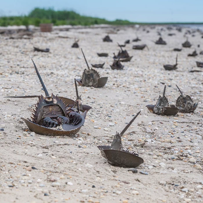 <p>
1928년, 미국 델라웨어주의 농부들이 '살아있는 화석'으로 불리는 투구게(Horseshoe crab)를 대량으로 채집해서 말리고 있다.</p> <p>
▲ 투구게(Horseshoe crab) 성체</p>
<p>
20세기 초까지 미국의 어부들에게는 투구게가 어업활동을 방해한다는 미신이 있었다. 이에 투구게는 적극적인 박멸의 대상이 되었고, 농부들은 비료로 사용하기 위해 투구게 수백만 마리를 채집하였으며, 내장은 돼지에게 사료로 주기도 했다. 거기에 더해 1990년대에는 훌륭한 '낚시용 미끼'라는 것이 알려지면서 더 큰 멸종 위기를 맞았다.</p> <p>
▲ 대량으로 채집되어 운송되는 투구게</p>
<p>
하지만 최근에는 투구게가 줄어들면서 투구게를 먹이로 하는 붉은바다거북의 개체 수가 함께 줄어드는 등 생태계 내의 중요한 위치가 알려졌고, 의학 연구용으로도 각광받으면서 보존의 대상으로 시각이 달라지게 되었다. 특히 뉴저지에서는 2008년 3월 25일부터 채집이 전면 금지되었다.</p> <p>
▲ 해변에 뒤집어져 있는 투구게들</p>
<p>
투구게의 생태에서 가장 두드러지는 특징은 해변가에서 뒤집어지면 스스로 바로잡기가 힘들어서 투구게의 10%가 '뒤집힘 사고'로 죽는다. 그래서 투구게 보호단체는 관광객들을 대상으로 뒤집힌 투구게를 바로잡아서 구해주자는 'Just flip 'em'캠페인을 하고 있기도 하다.</p> <p>
▲ Just flip 'em 캠페인</p> 7