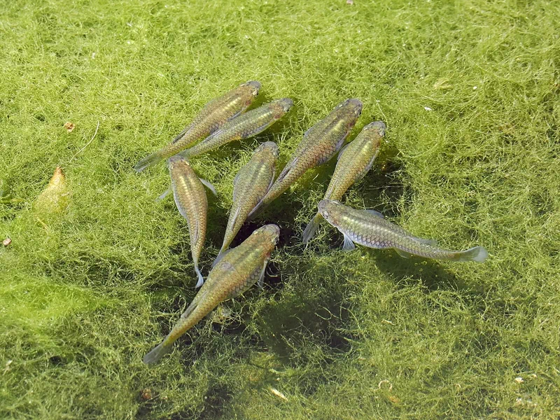 겉보기에는 평범하고 작은 물고기인 감부시아(Gambusia affinis / The western mosquitofish). 암컷은 최대 7cm, 수컷은 그보다 더 작아 화려한 관상어와는 거리가 멀다. 3