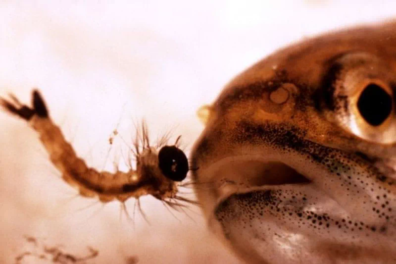 겉보기에는 평범하고 작은 물고기인 감부시아(Gambusia affinis / The western mosquitofish). 암컷은 최대 7cm, 수컷은 그보다 더 작아 화려한 관상어와는 거리가 멀다. 5