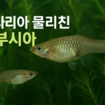 겉보기에는 평범하고 작은 물고기인 감부시아(Gambusia affinis / The western mosquitofish). 암컷은 최대 7cm, 수컷은 그보다 더 작아 화려한 관상어와는 거리가 멀다. 7
