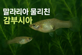 겉보기에는 평범하고 작은 물고기인 감부시아(Gambusia affinis / The western mosquitofish). 암컷은 최대 7cm, 수컷은 그보다 더 작아 화려한 관상어와는 거리가 멀다. 5